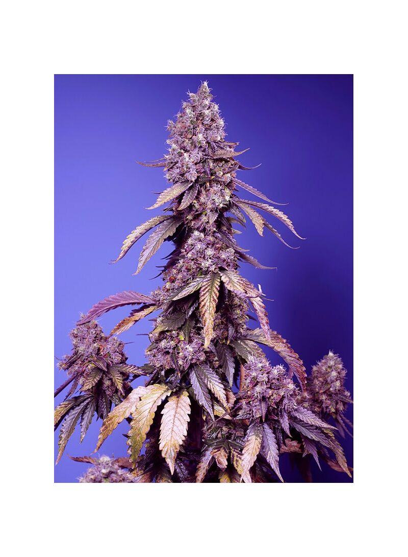 Black Muffin F1 Fast Version, Фасовка: 5+2